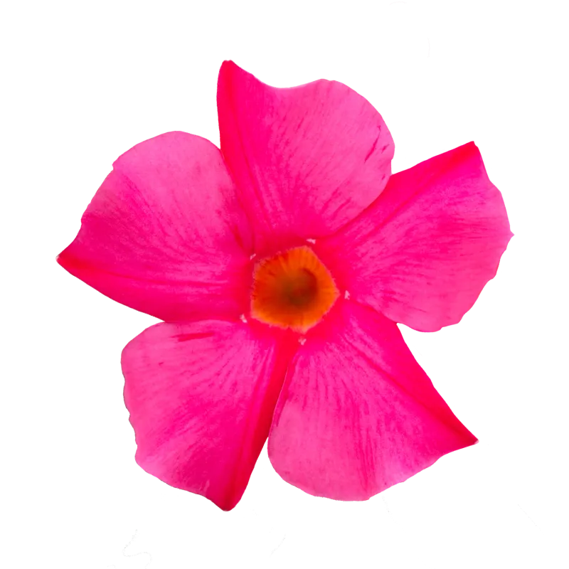 Sundaville® Dipladenia 'Early Pink' Mandevilla