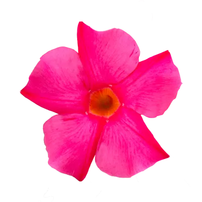 Sundaville® Dipladenia 'Early Pink' Mandevilla