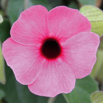 Tunbergia 'Rose Sensation' Thunbergia