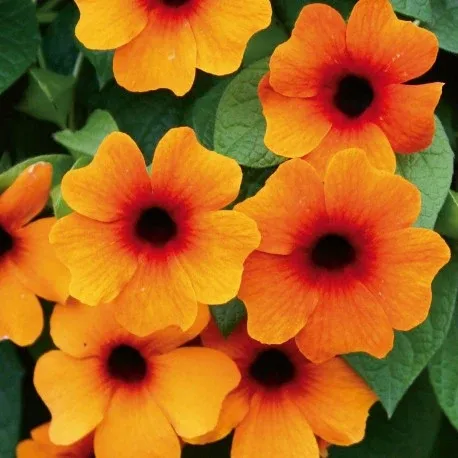 Tunbergia 'Red Orange' Thunbergia