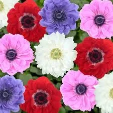 Zawilec wieńcowy 'Animo Double Mix' mix kolorów Anemone coronaria