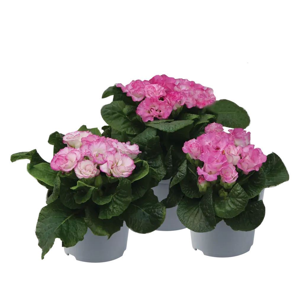 Pierwiosnek różana różowa 'Suze' Primula acaulis