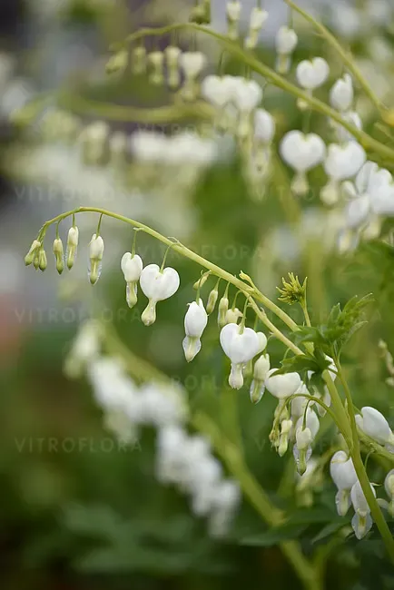Serduszka 'Alba' Dicentra spectabilis