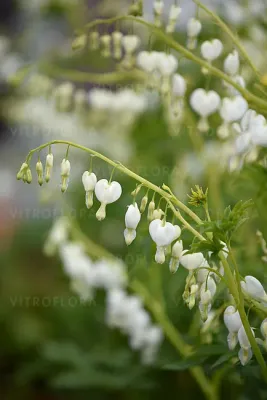 Serduszka 'Alba' Dicentra spectabilis