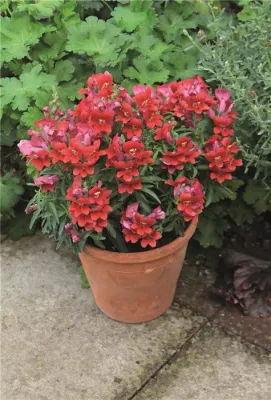 Wyżlin 'Dazzling Lips® Red' Antirrhinum majus