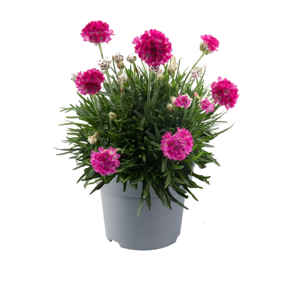 Zawciąg 'Abbey Deep Rose' Armeria juniperifolia