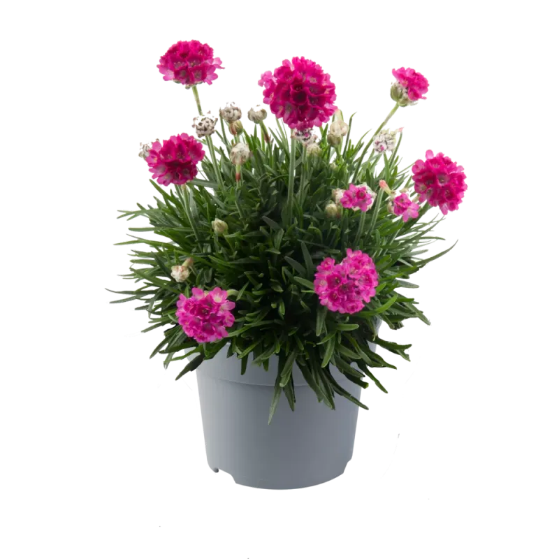 Zawciąg 'Abbey Deep Rose' Armeria juniperifolia