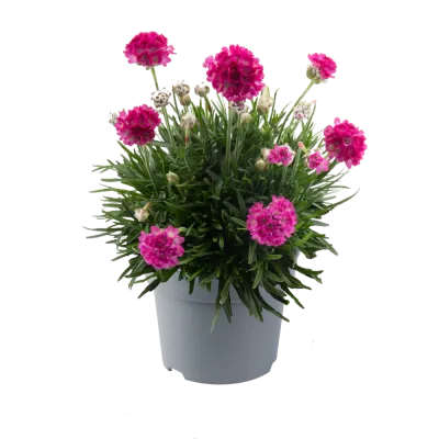 Zawciąg 'Abbey Deep Rose' Armeria juniperifolia