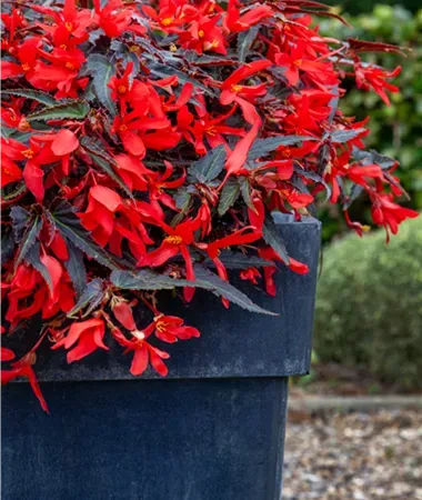 Begonia zwisająca boliwijska 'La Paz Dark Leaf Red' Begonia boliviensis'