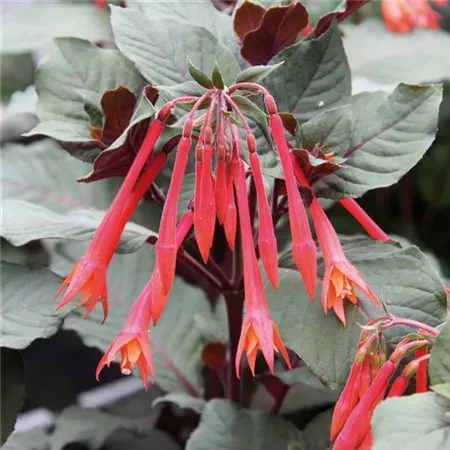 Fuksja stojąca koralowa Fuchsia hybrida