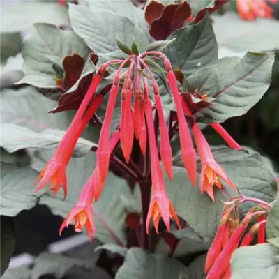 Fuksja stojąca koralowa Fuchsia hybrida