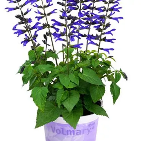 Szałwia MAXI 'Salgoon® Bluetberry Lake' Salvia hybrida