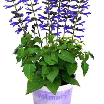 Szałwia MAXI 'Salgoon® Bluetberry Lake' Salvia hybrida