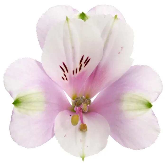 Alstroemeria Princess Lilies 'Moon'