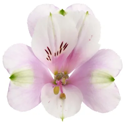 Alstroemeria Princess Lilies 'Moon'