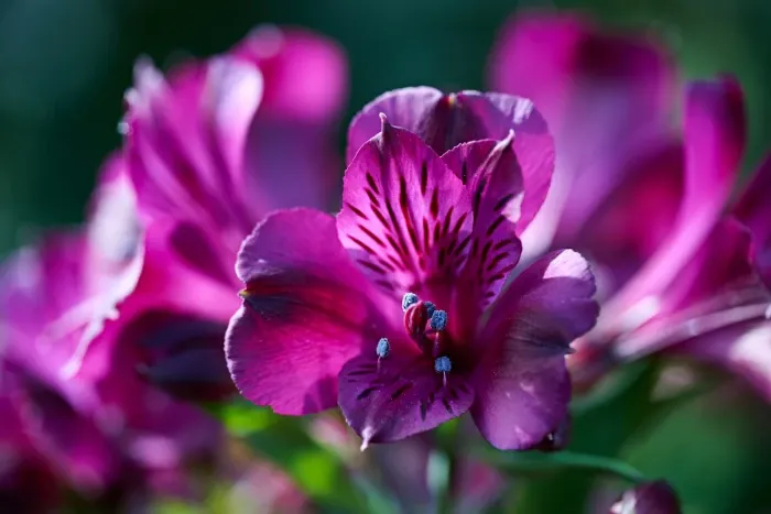 Alstroemeria Princess Lilies 'Paraiso'