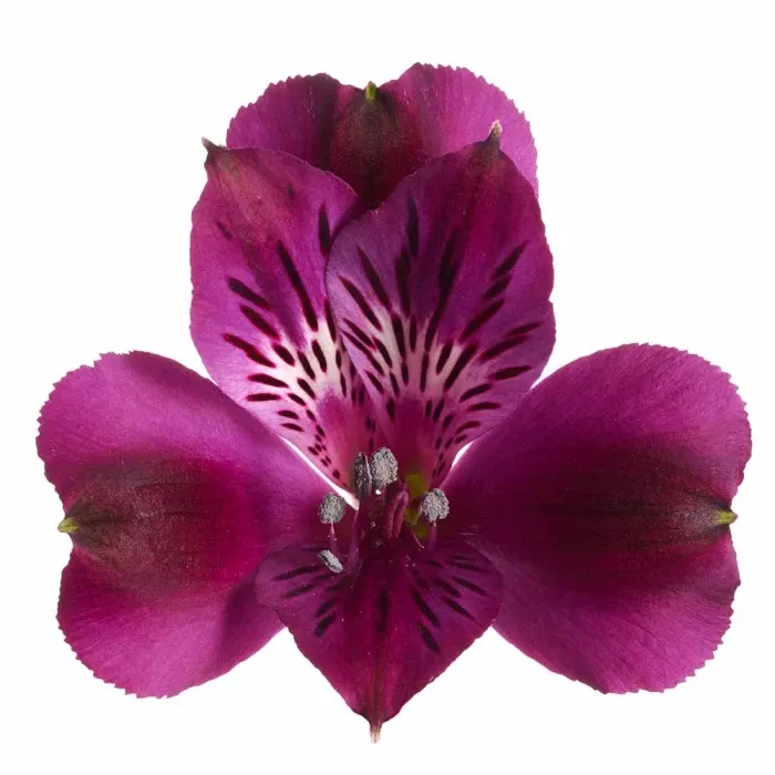 Alstroemeria Princess Lilies 'Paraiso'