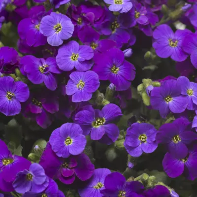 Żagwin 'Axcent™ Deep Purple' Aubrieta hybrida