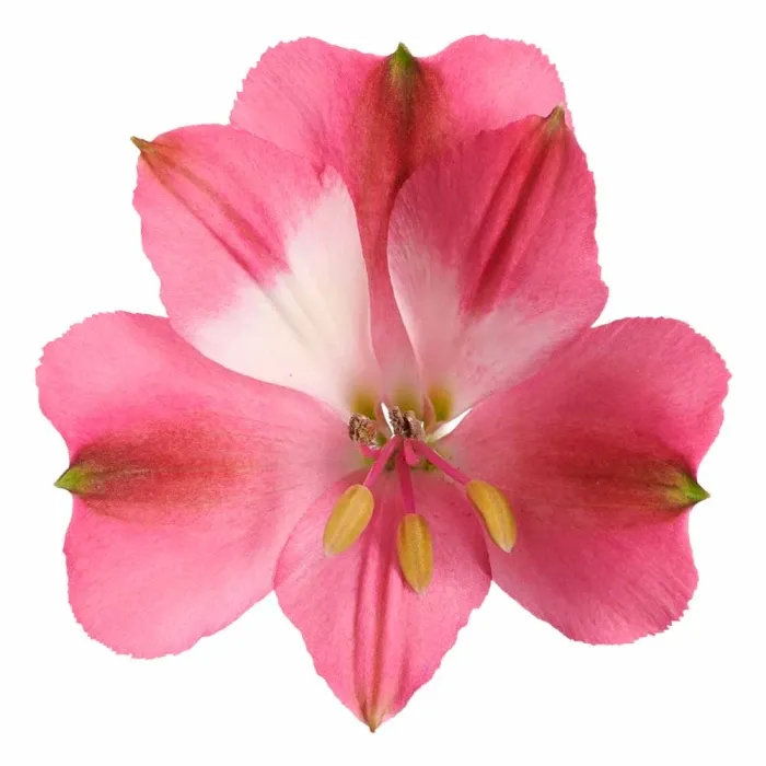 Alstroemeria Princess Lilies 'Romance'