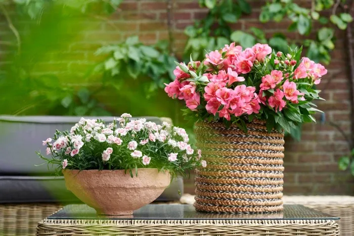 Alstroemeria Princess Lilies 'Romance'