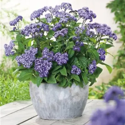 Heliotrop pachnący wanilią niebieski 'Nautilus® Power Blue' Heliotropium