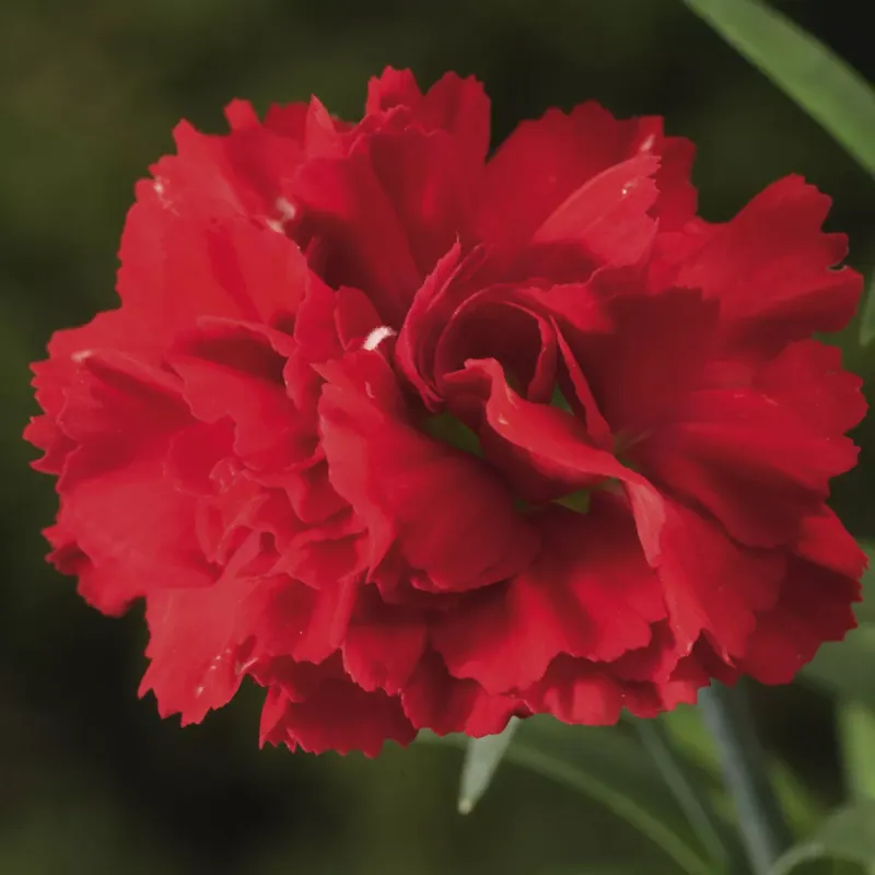 Goździk 'Suncharm Scarlet' Dianthus hybrida