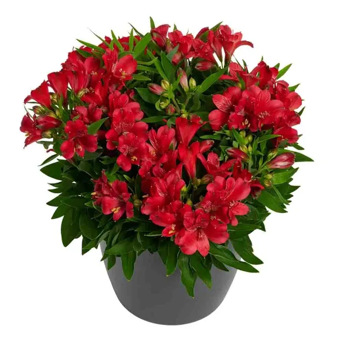 Alstroemeria Princess Lilies czerwona