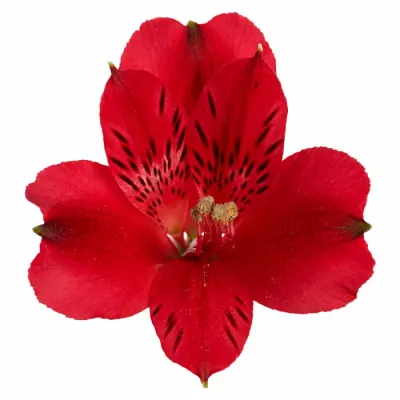 Alstroemeria Princess Lilies czerwona