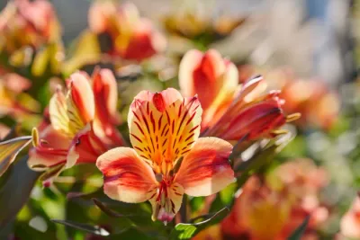 Alstroemeria ogrodowa Princess Lilies 'Summer Paradiese™ Indian Summer'