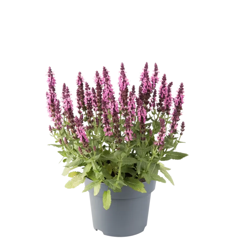 Szałwia omszona 'Sensation® Compact Rose' Salvia nemorosa