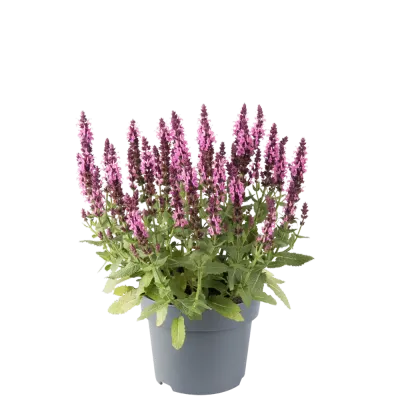 Szałwia omszona 'Sensation® Compact Rose' Salvia nemorosa