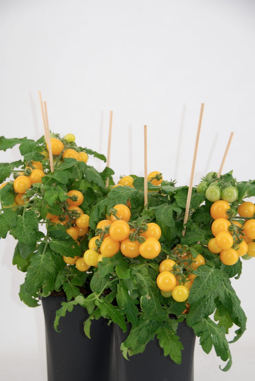 Pomidor doniczkowy żółty na balkon, na taras