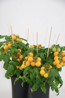 Pomidor doniczkowy żółty na balkon, na taras