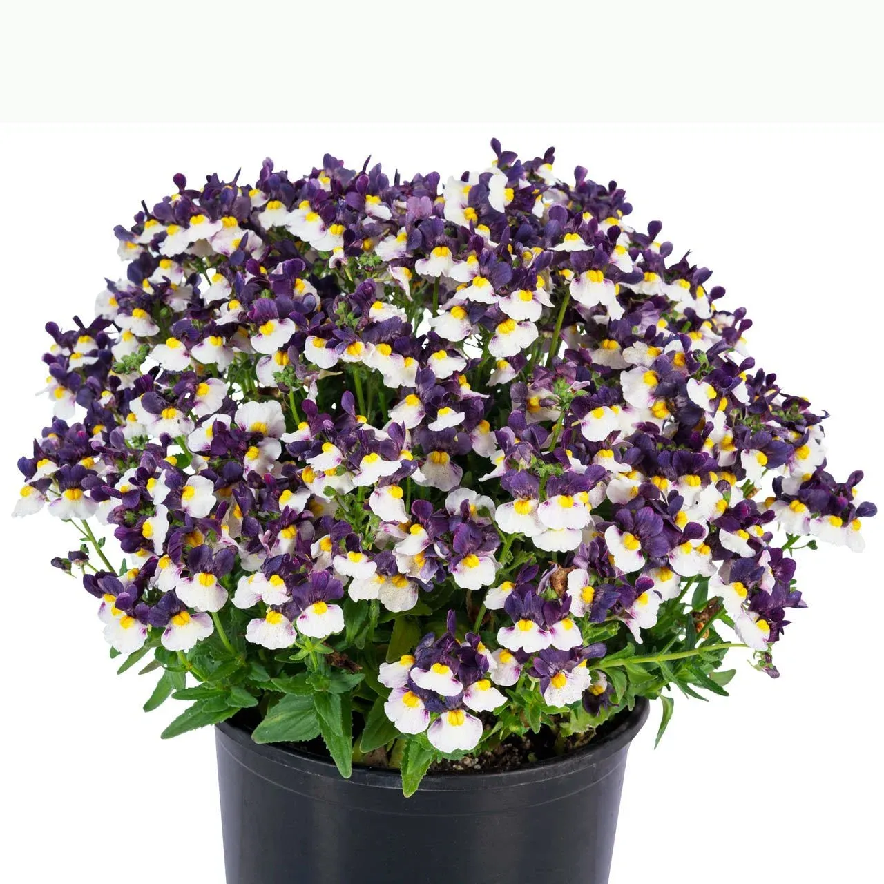 Nemezja zwisająca Fioletowy krem Nemesia