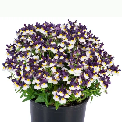 Nemezja zwisająca Fioletowy krem Nemesia