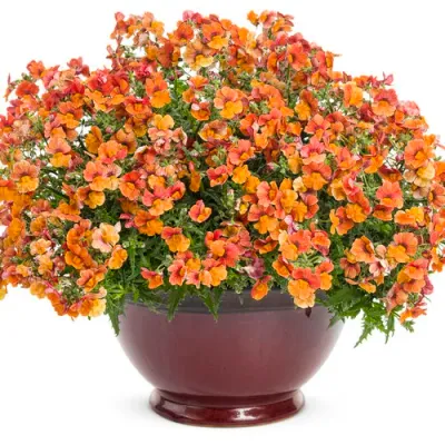 Sunsatia® Nemezja zwisająca 'Bloody Orange' Nemesia