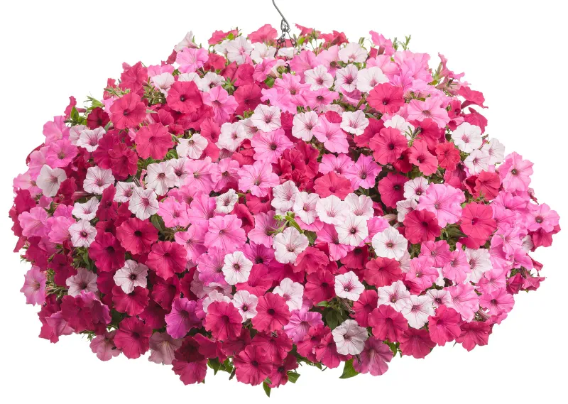 Supertunia 'TrioMio® Bella Vista®'