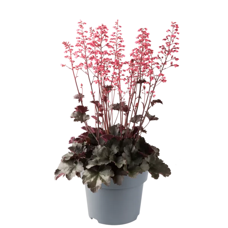 Żurawka 'Hip Hip Hooray' Heuchera