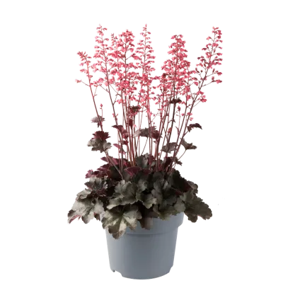 Żurawka 'Hip Hip Hooray' Heuchera