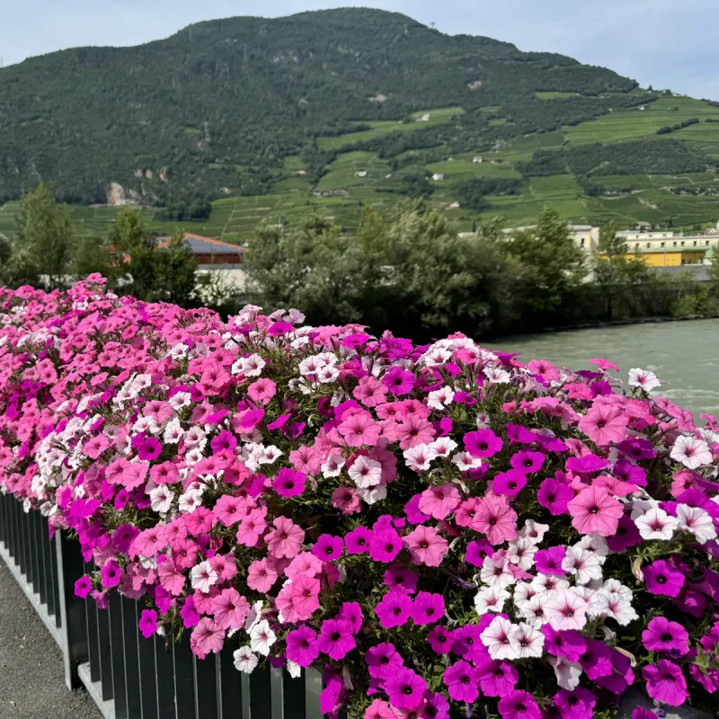 Supertunia 'TrioMio® Jazz Vista®'