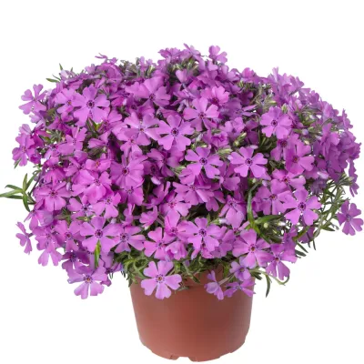 Floks płożący 'GoldiPhlox Pink' Phlox subulata