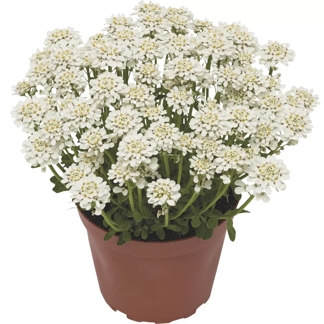 Ubiorek 'Snow Cone Late' Iberis sempervirens