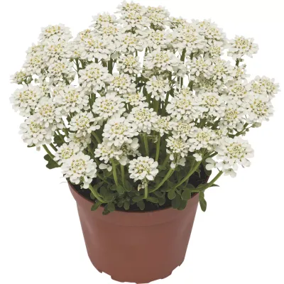 Ubiorek 'Snow Cone Late' Iberis sempervirens