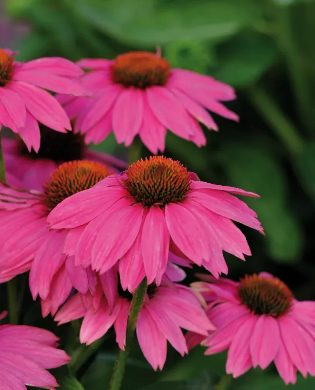 Jeżówka 'PowWow™ Wild Berry' Echinacea hybrida