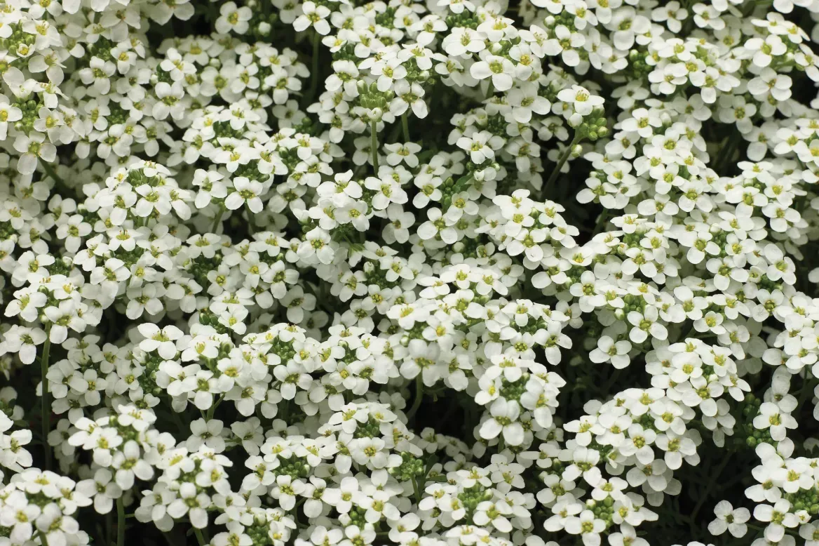 Rzeżuszka alpejska 'Icecube™' Pritzelago alpina