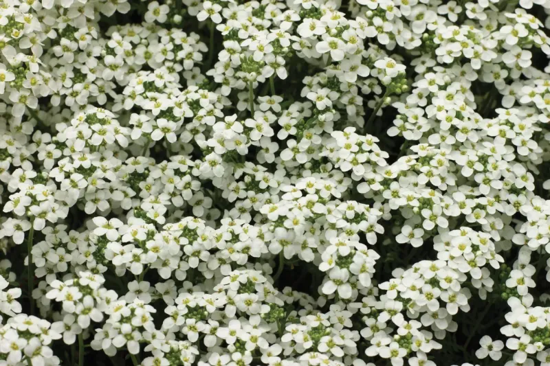 Rzeżuszka alpejska 'Icecube™' Pritzelago alpina