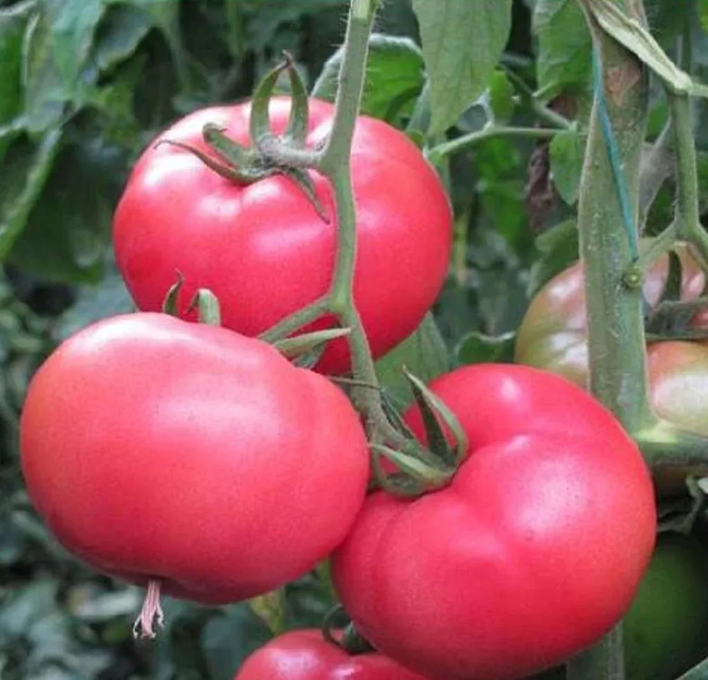 Pomidor malinowy 'Lady One'