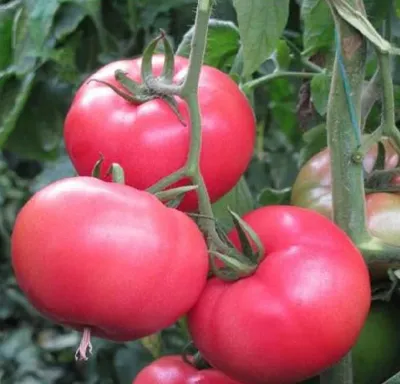 Pomidor malinowy 'Lady One'