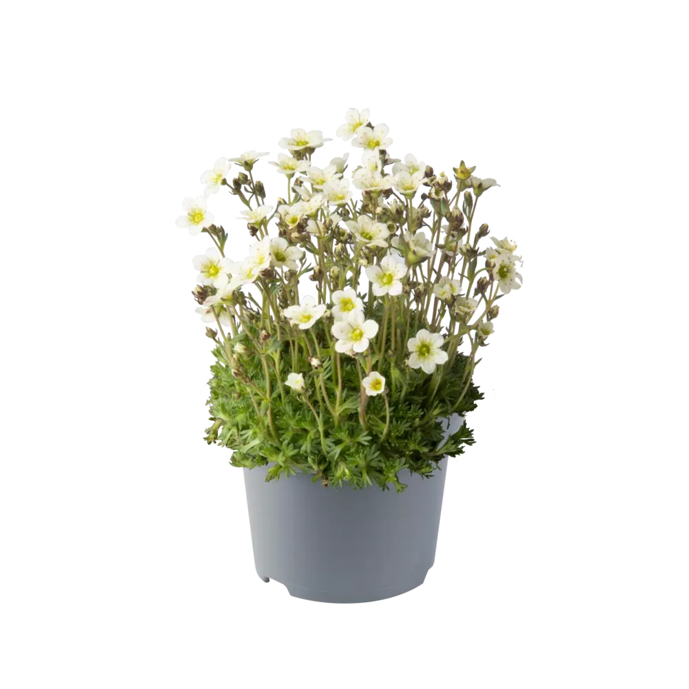Skalnica 'Pixie White' Saxifraga arendsii
