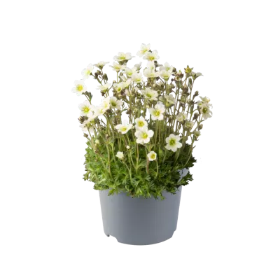 Skalnica 'Pixie White' Saxifraga arendsii
